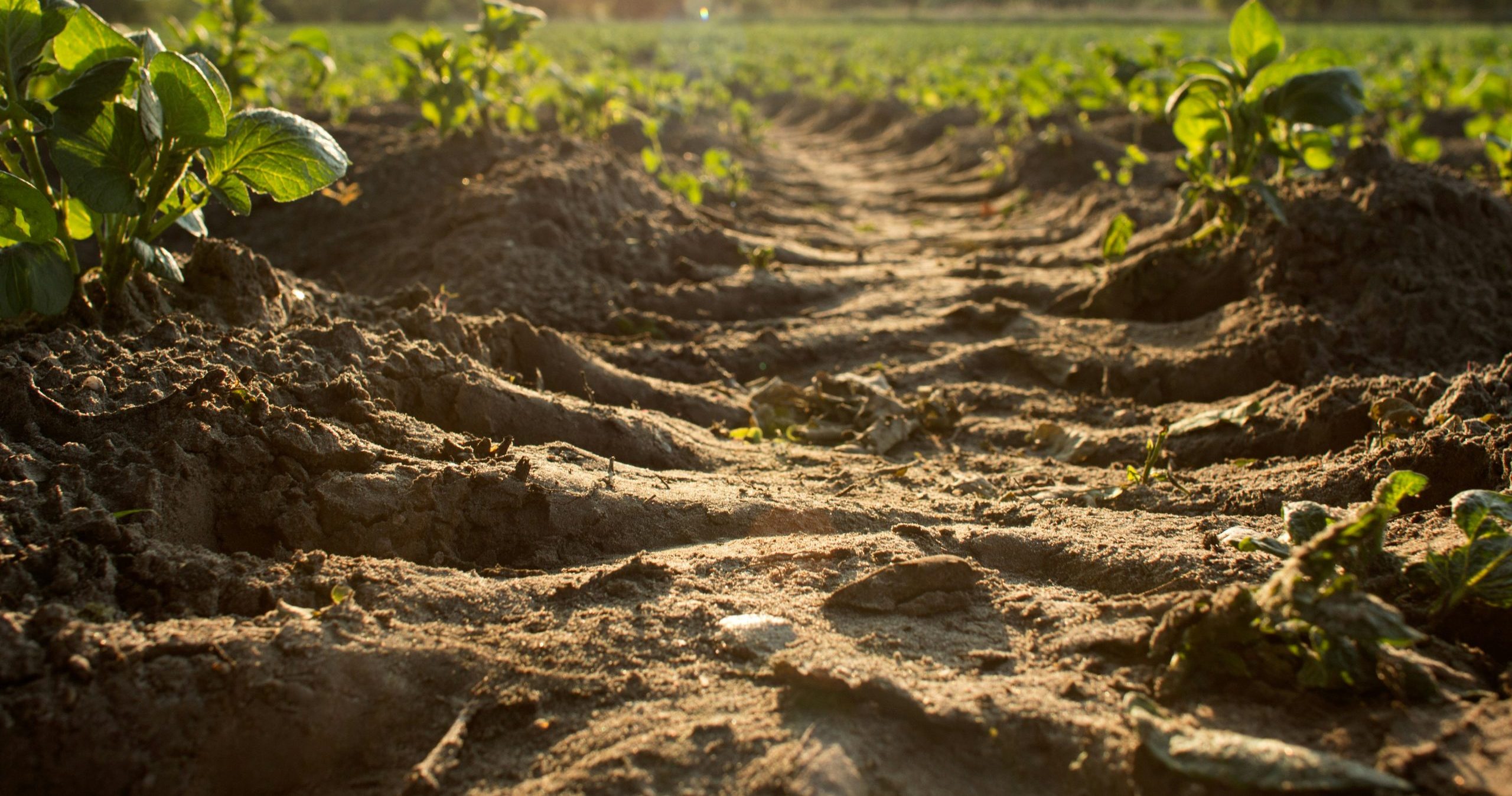 ŽEMĖS IŠTEKLIŲ STEBĖSENOS INFORMACINĖ SISTEMA